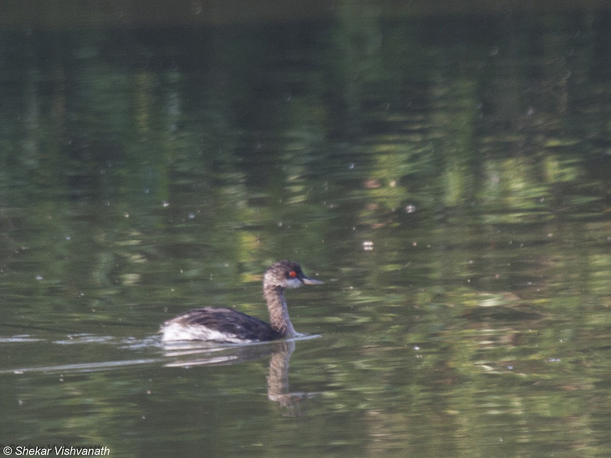 Eared Grebe - ML73552161