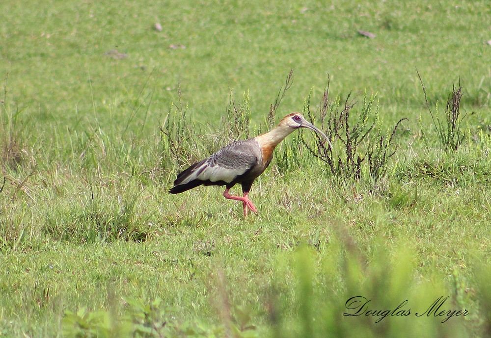 ibis bělokřídlý - ML73552381