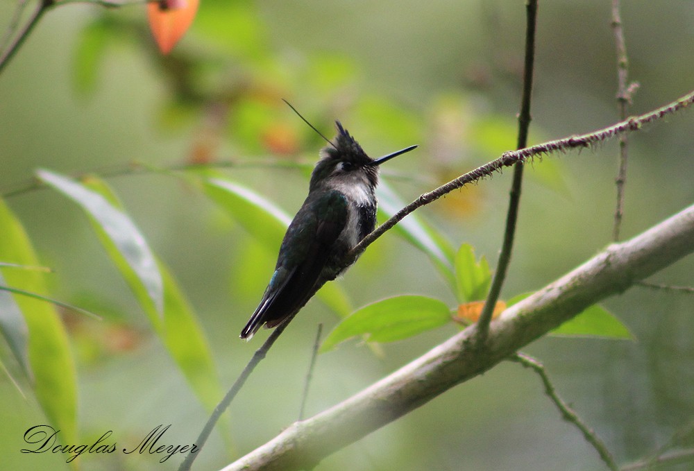 kolibřík paraguayský - ML73552431