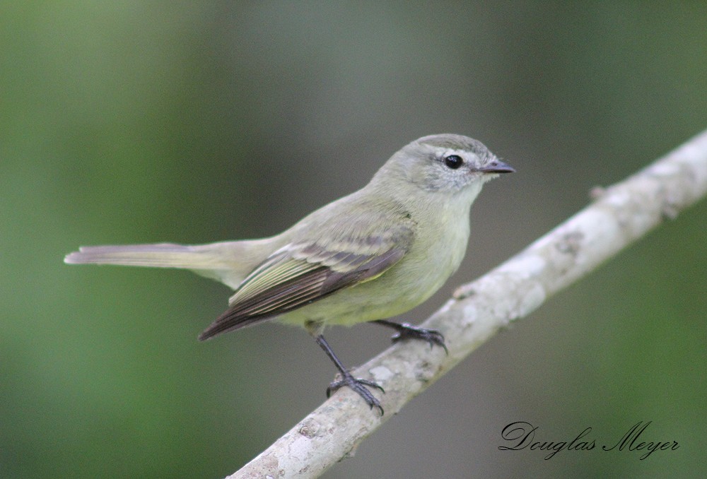 Planalto Tyrannulet - Douglas Meyer