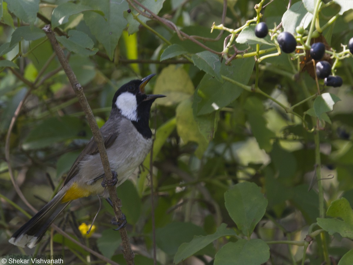 White-eared Bulbul - ML73552971