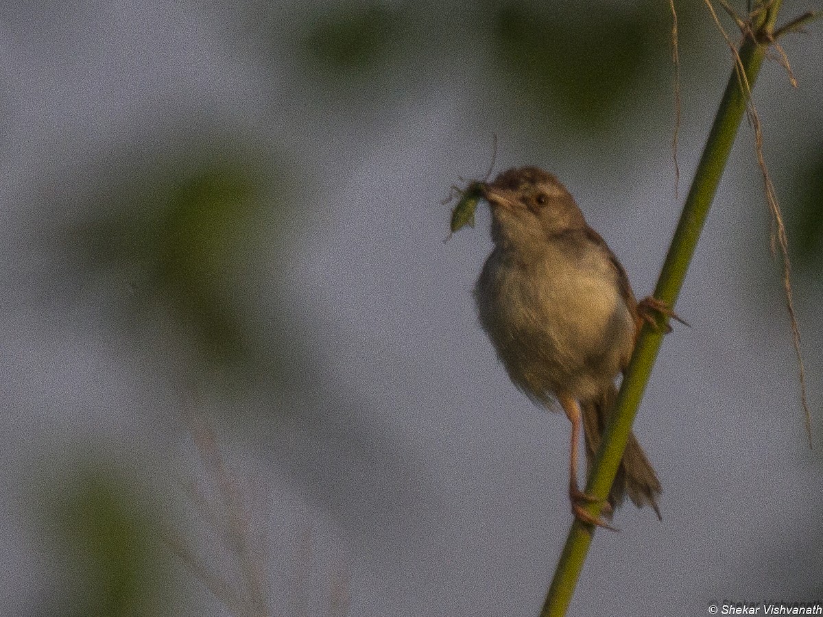 Plain Prinia - ML73552981