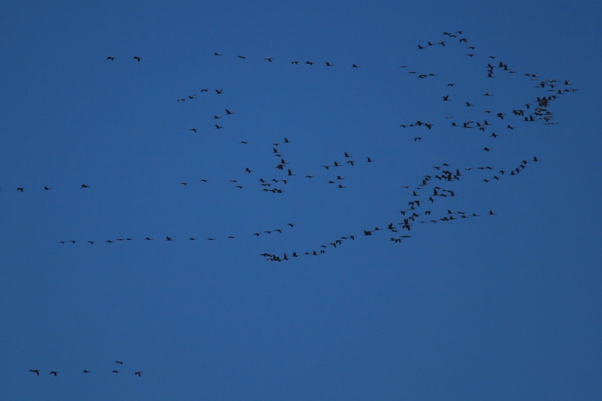 Sandhill Crane - ML73553251