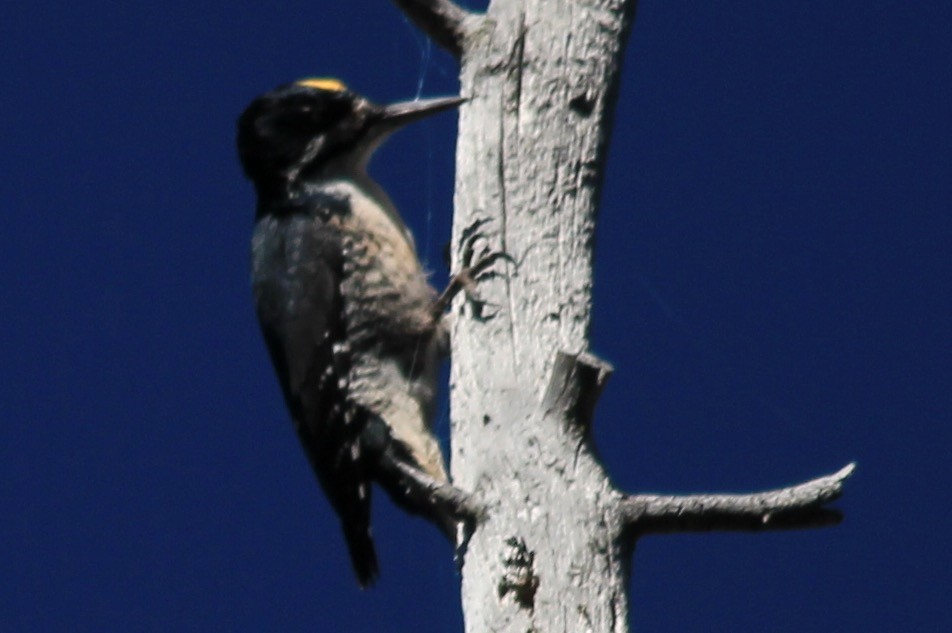 Black-backed Woodpecker - ML73553281