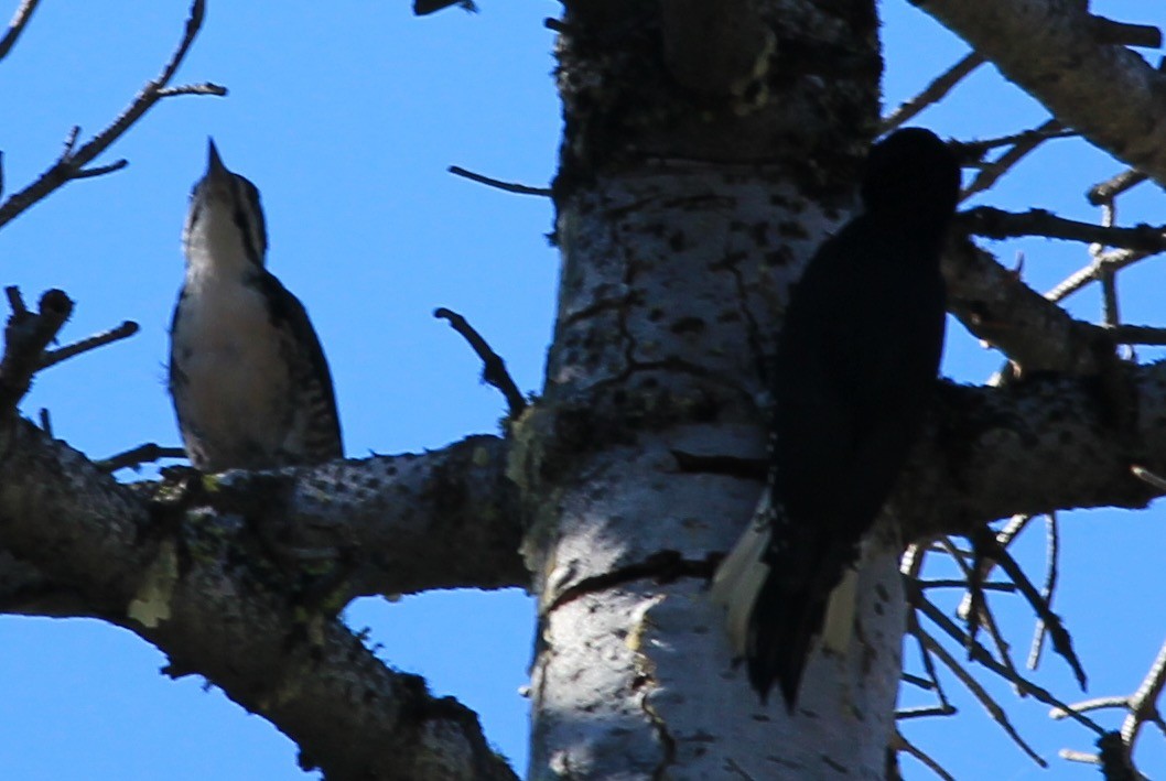 Black-backed Woodpecker - ML73553291