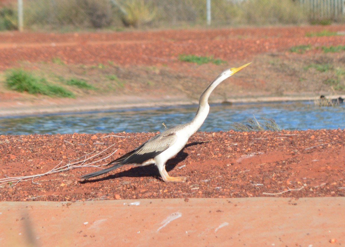 Australasian Darter - ML73554111