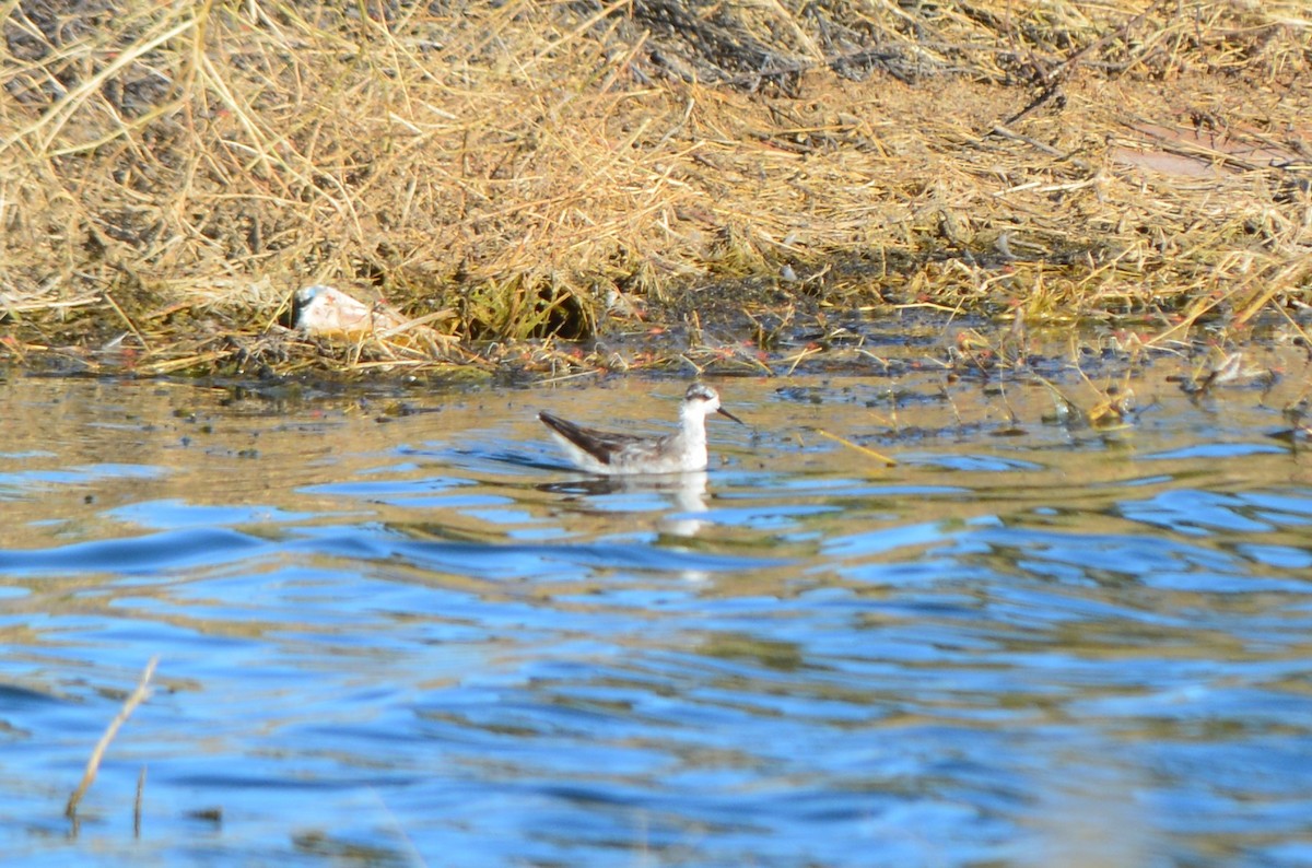 Red-necked Phalarope - ML73554381