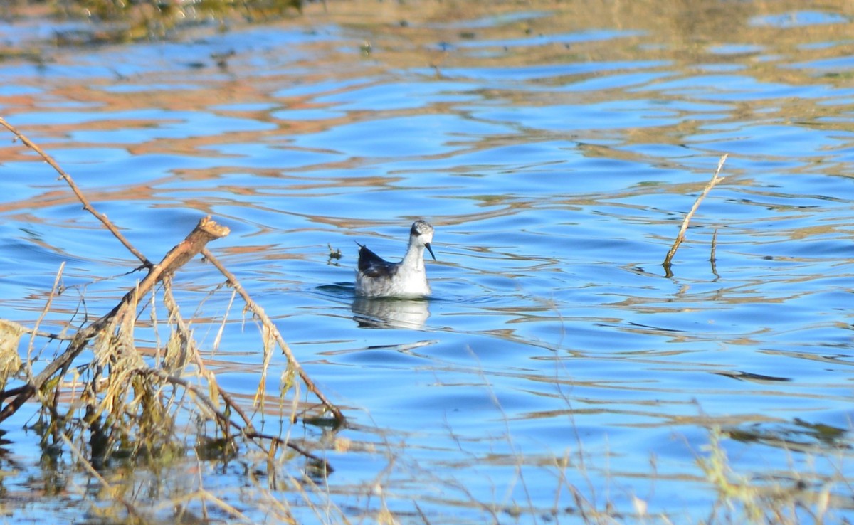 Red-necked Phalarope - ML73554391