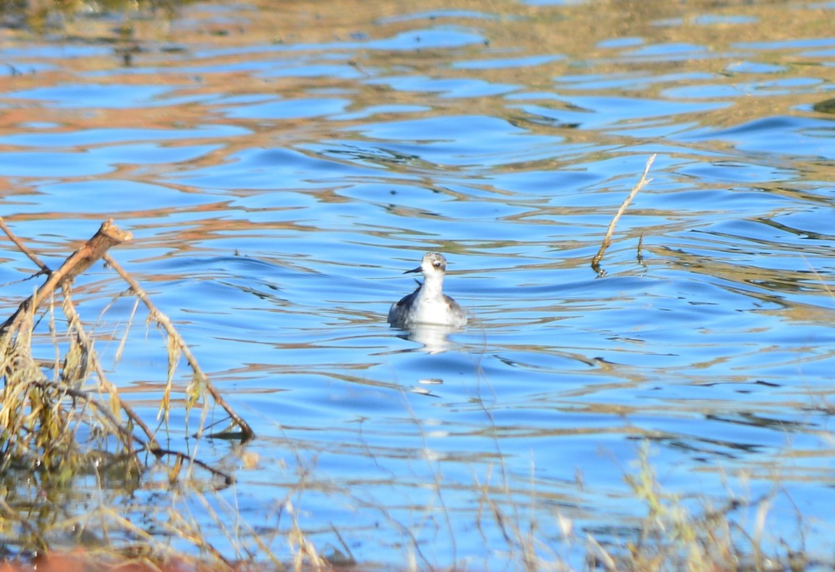 Red-necked Phalarope - ML73554401