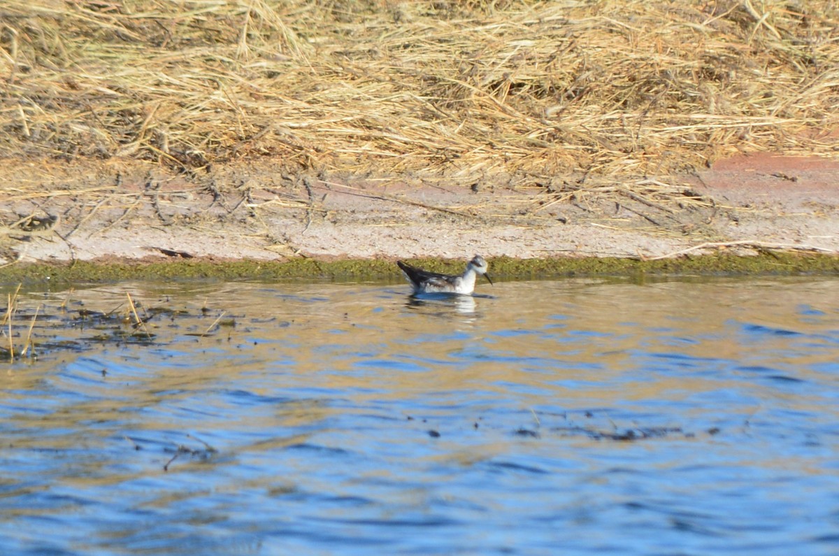 Red-necked Phalarope - ML73554411