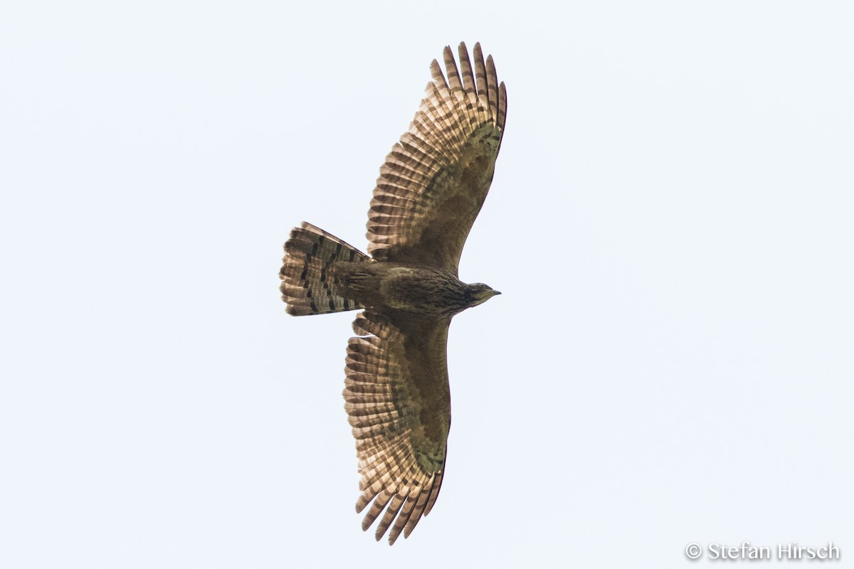 Oriental Honey-buzzard - ML73554611