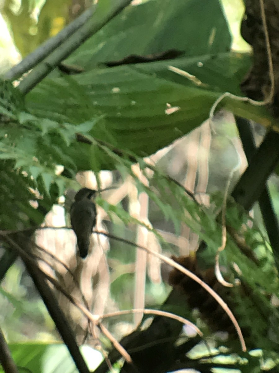 Пестрогорлый колибри-отшельник - ML73558071