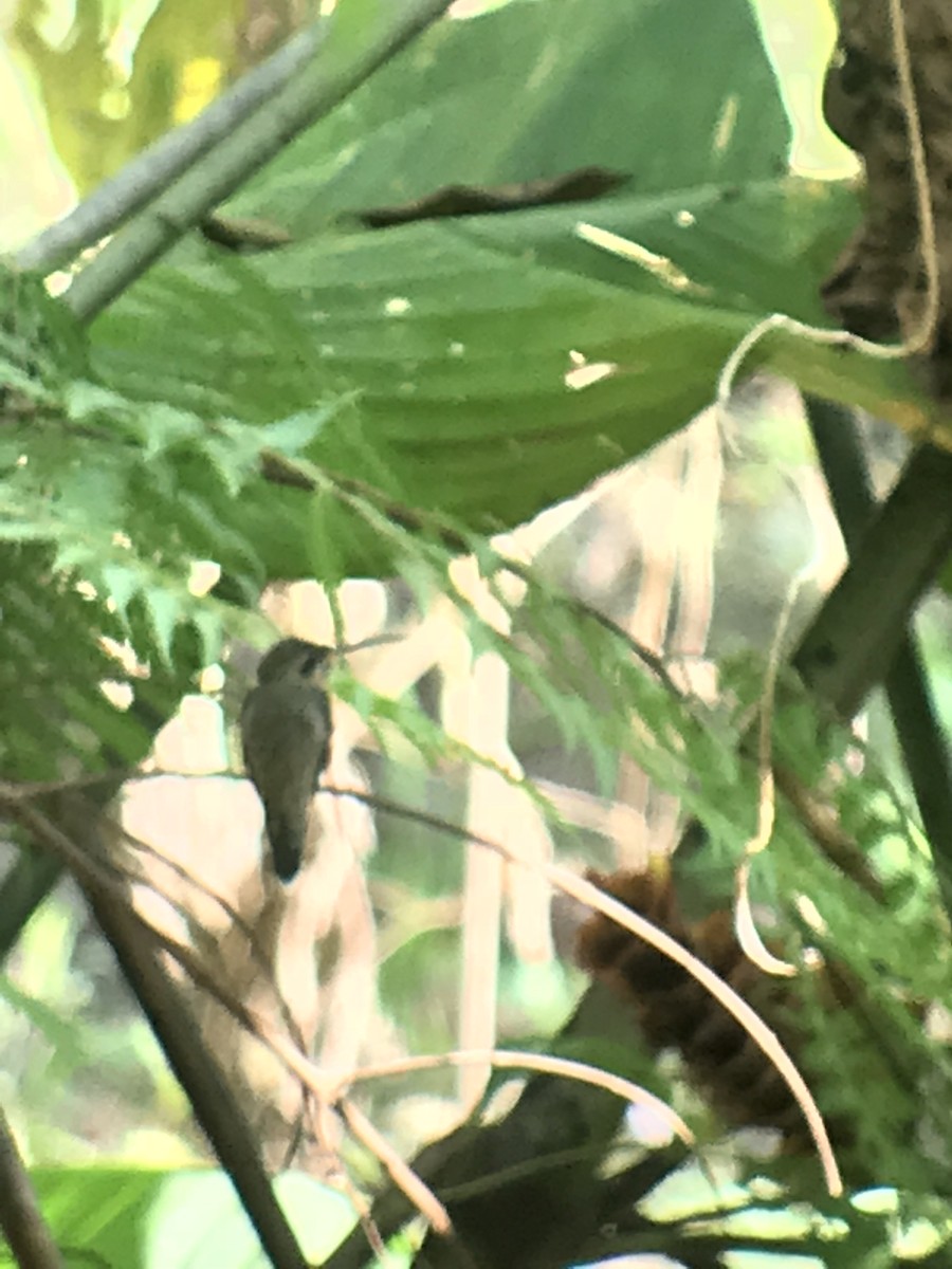 Пестрогорлый колибри-отшельник - ML73558091