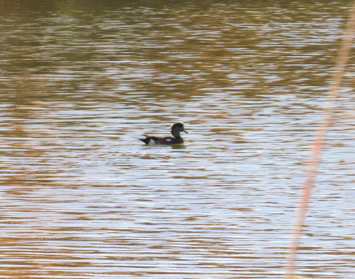 American Wigeon - ML73559081