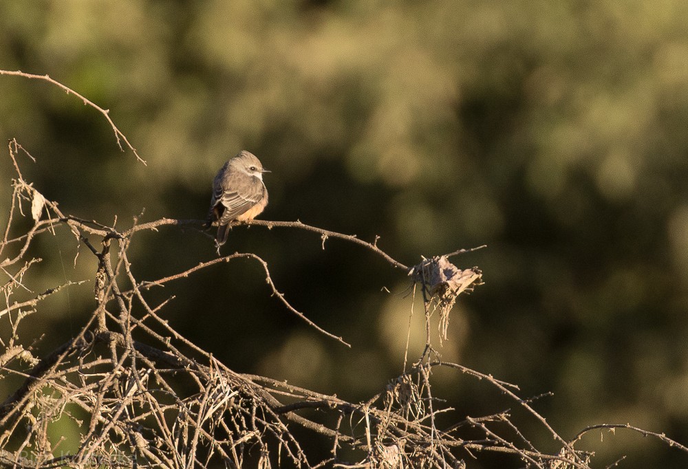 Vermilion Flycatcher - ML73559261