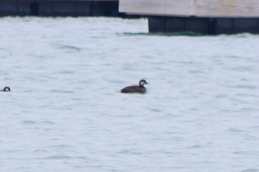 Black Scoter - ML73559911