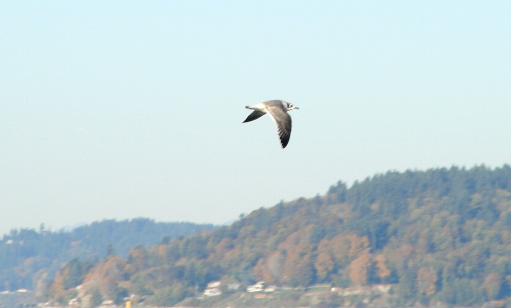 Franklin's Gull - Mark Vernon