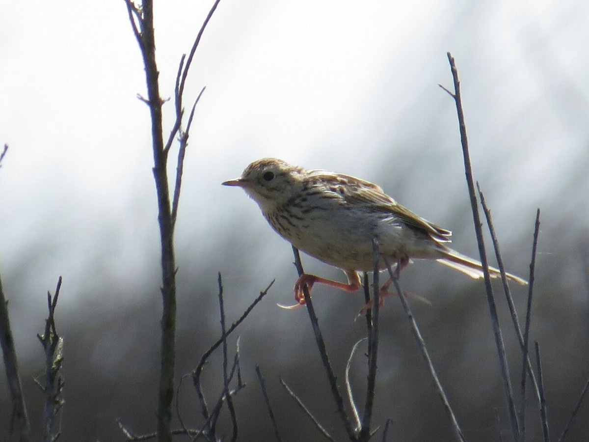 Hellmayr's Pipit - ML73563081