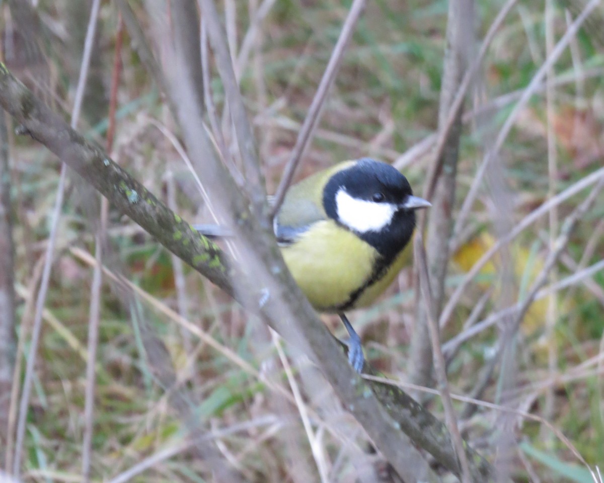 Great Tit - ML73564771