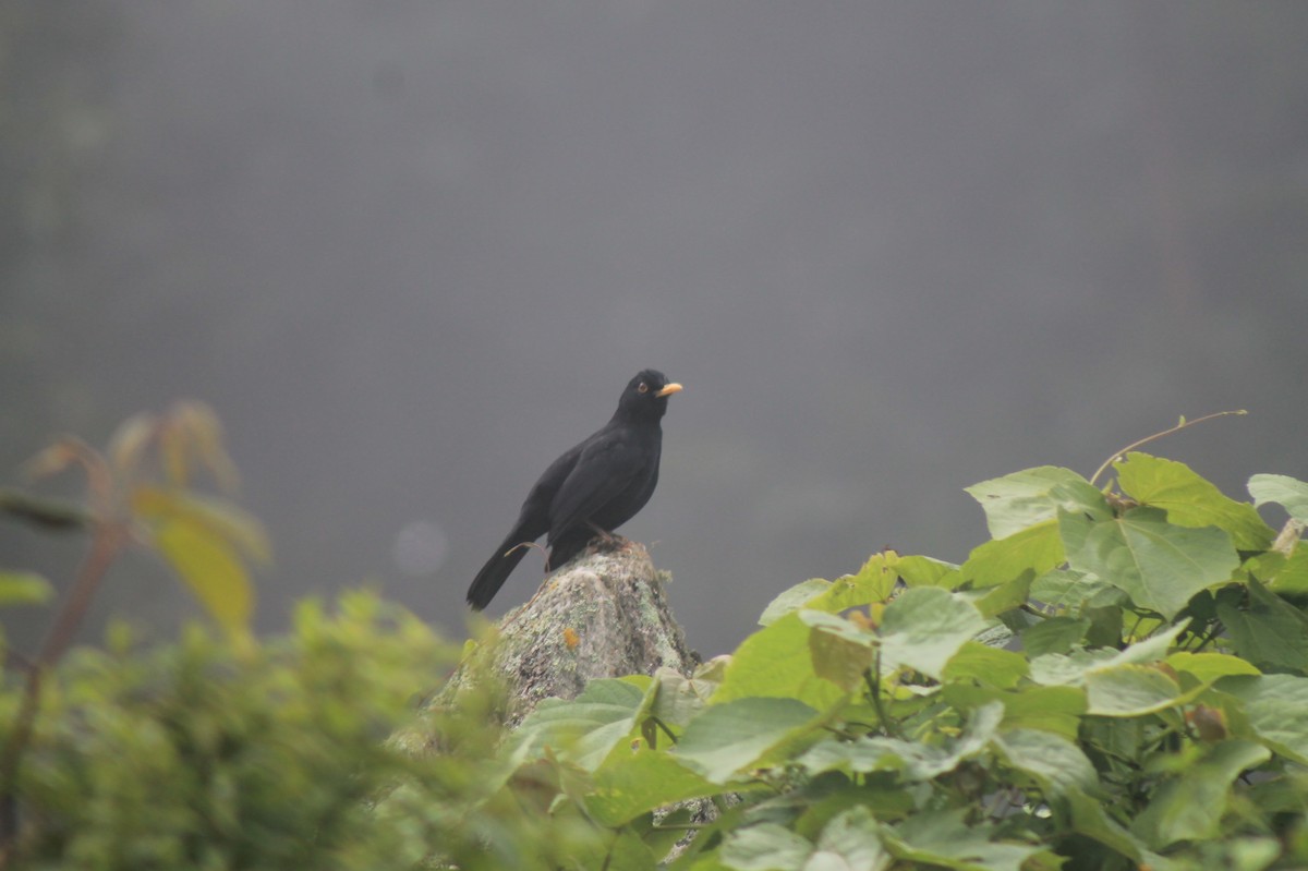 Glossy-black Thrush - ML73564831