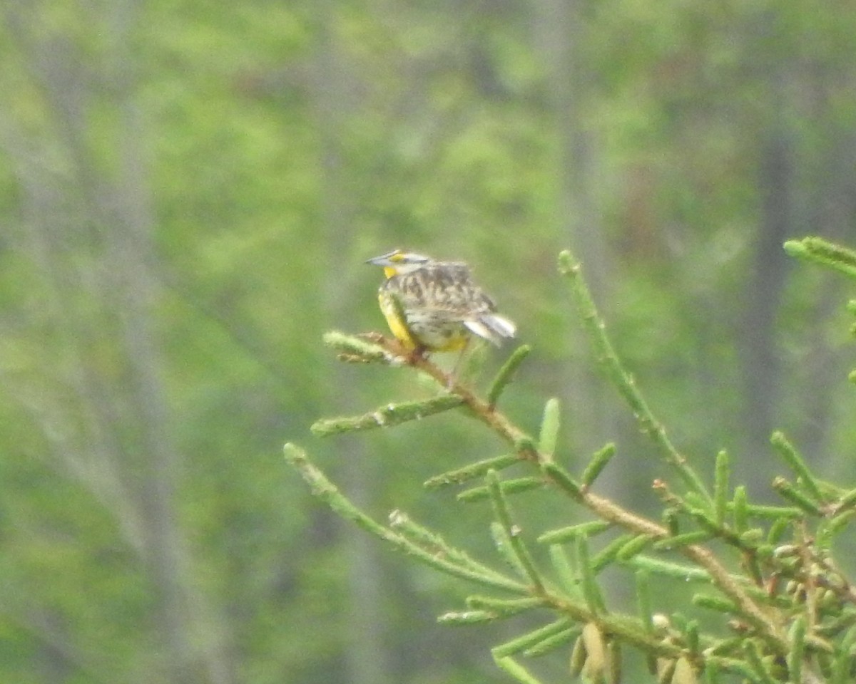 Eastern Meadowlark - ML73565471