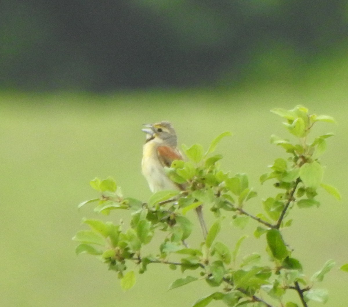 Dickcissel - Barbara N. Charlton