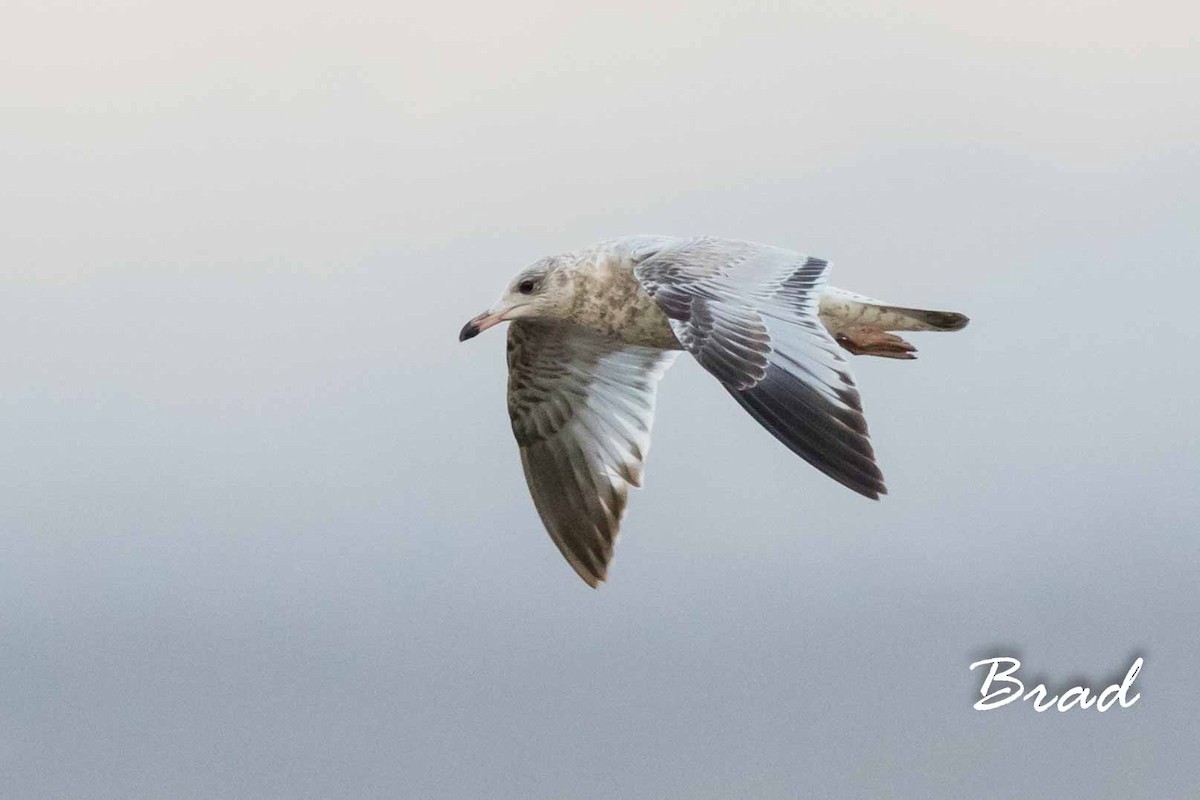 Ring-billed Gull - ML73565761