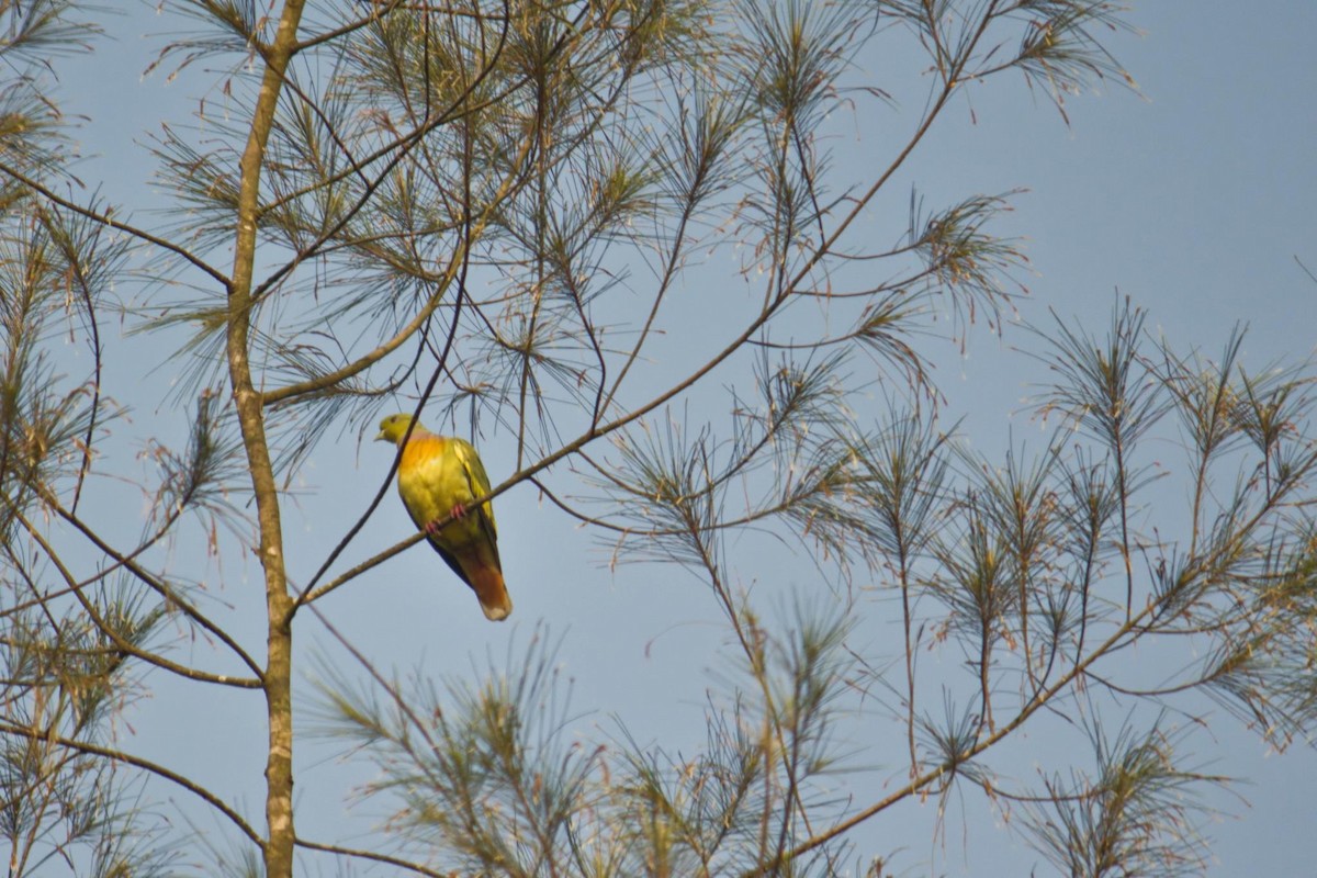 橙胸綠鳩 - ML73566431