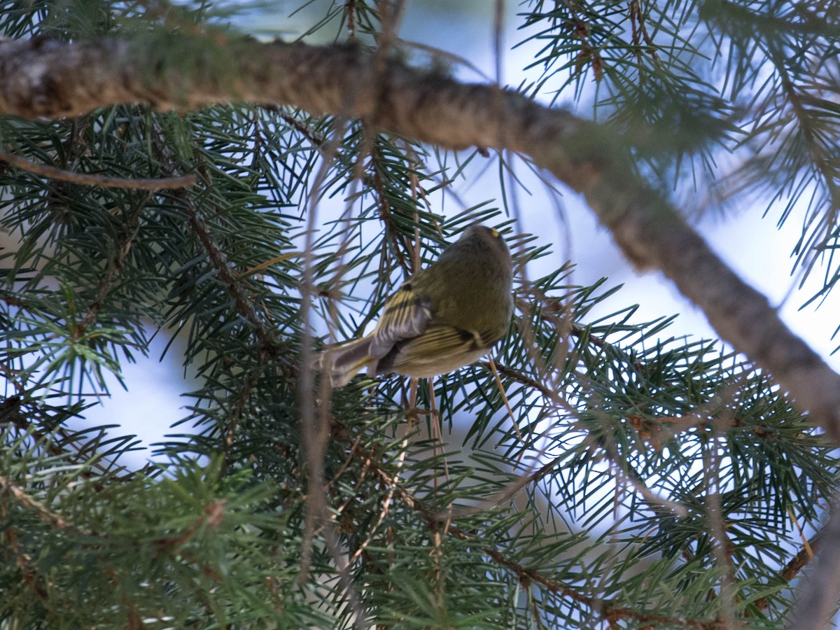 Golden-crowned Kinglet - ML73570811