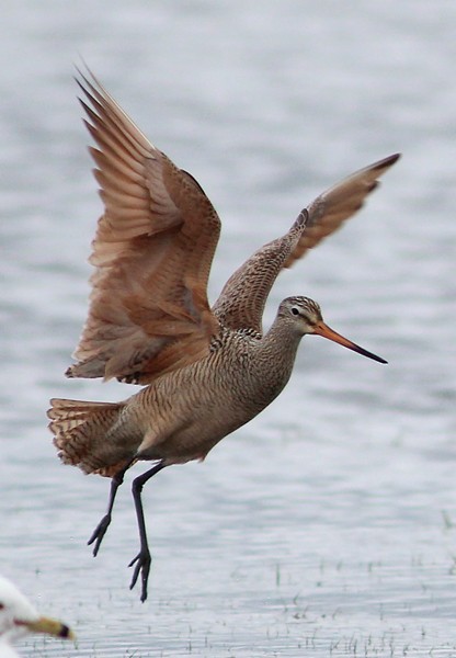 Marbled Godwit - Ted Keyel