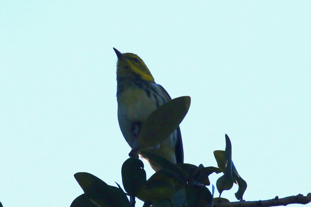 Black-throated Green Warbler - ML73578251