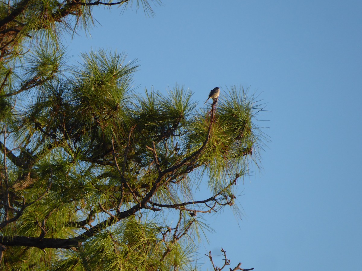 Northern Mockingbird - elwood bracey