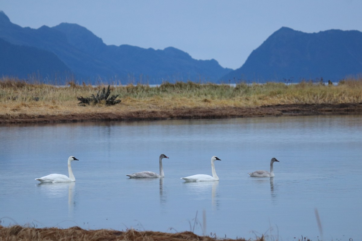 Trumpeter Swan - ML73578961