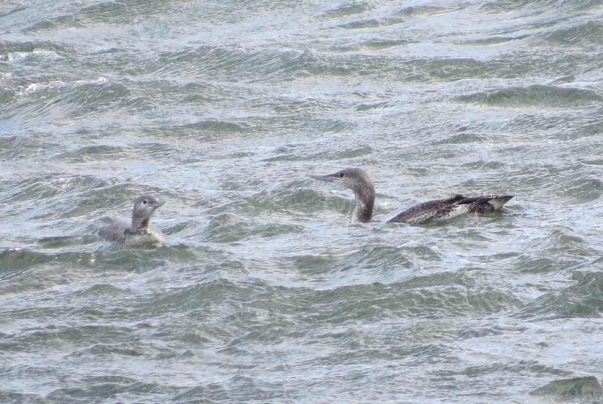 Red-throated Loon - Anonymous