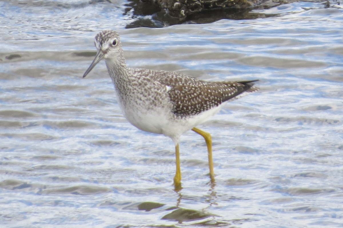 Greater Yellowlegs - ML73580461