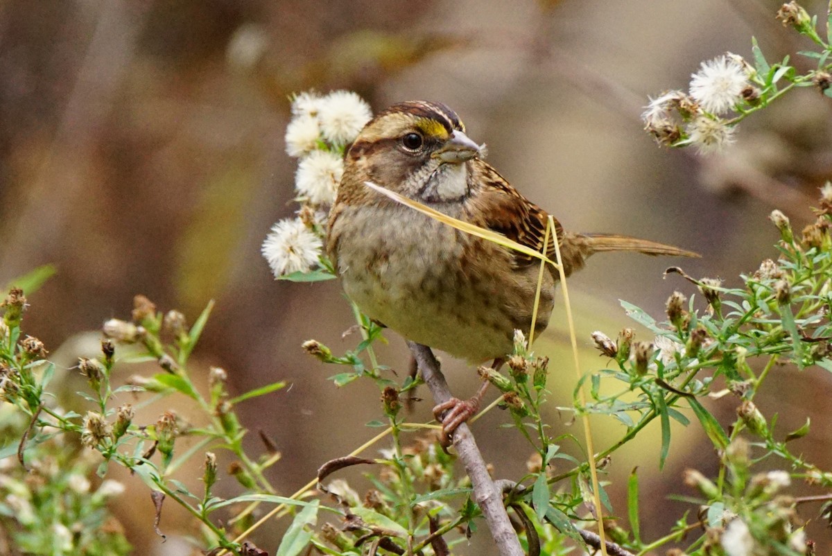 White-throated Sparrow - Dennis Mersky