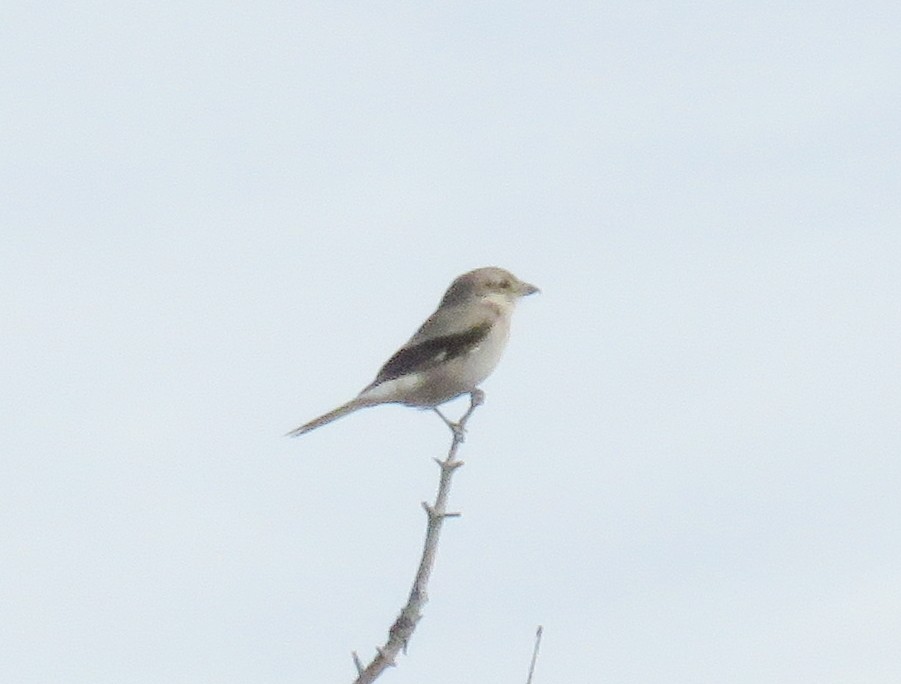 Northern Shrike - ML73582481