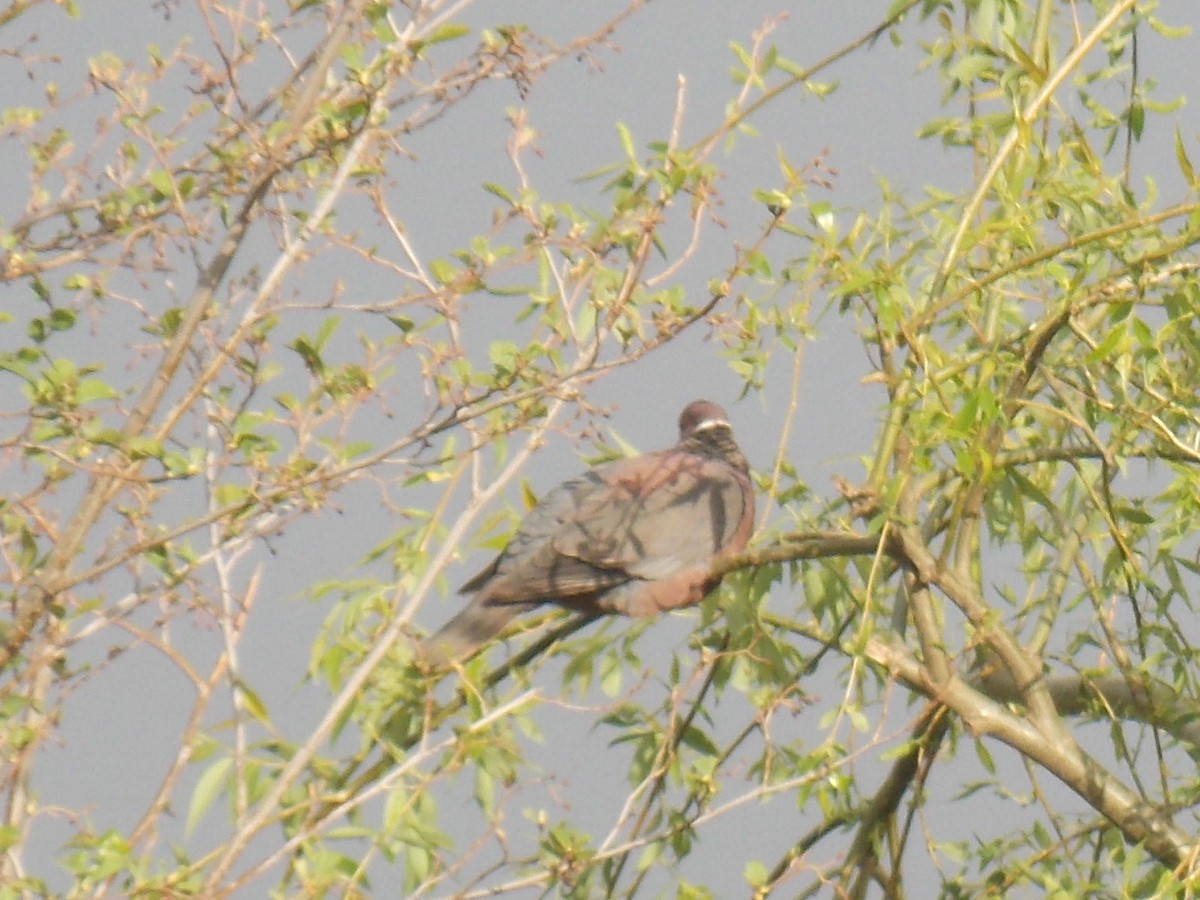 Chilean Pigeon - ML73582571