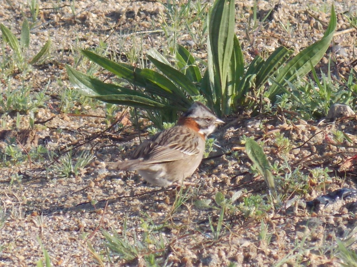 Rufous-collared Sparrow - ML73582831