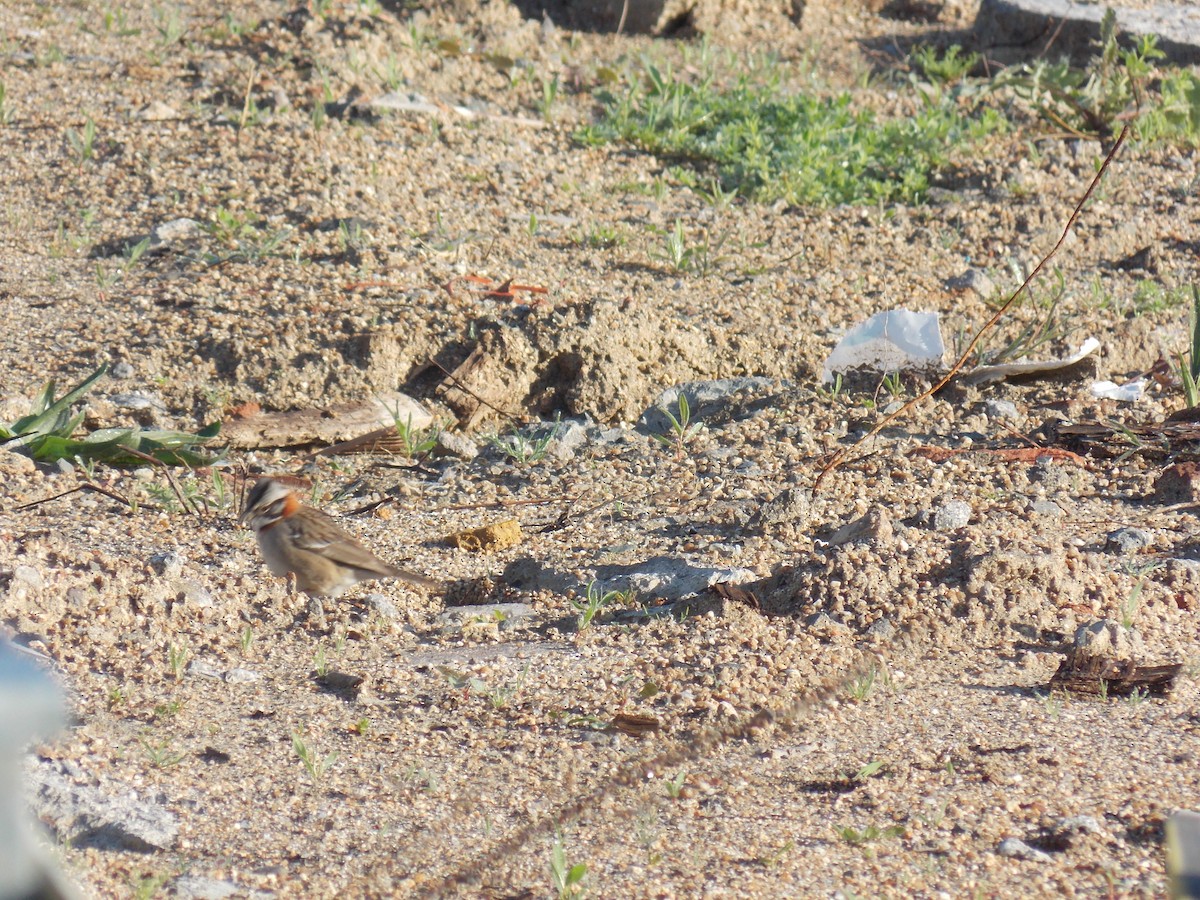 Rufous-collared Sparrow - ML73582931