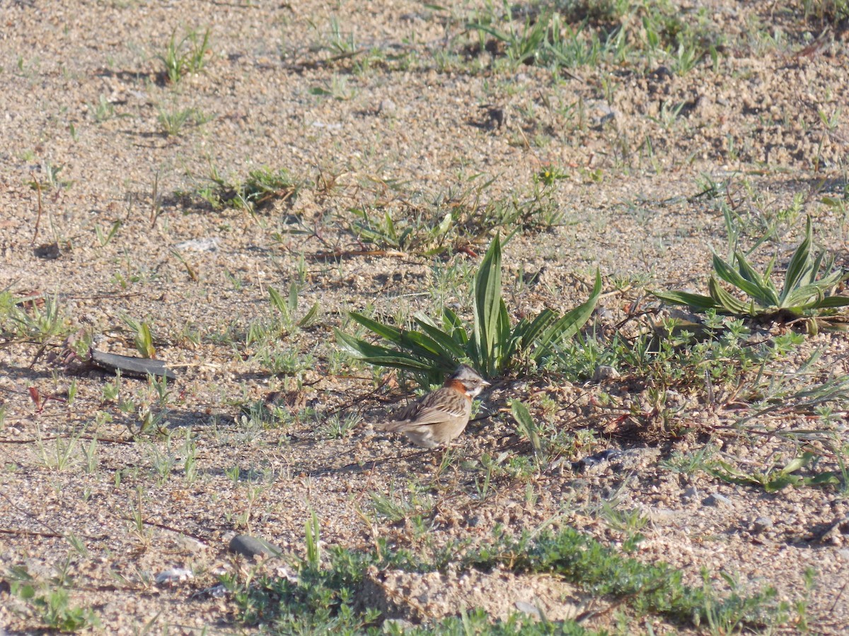 Rufous-collared Sparrow - ML73582951