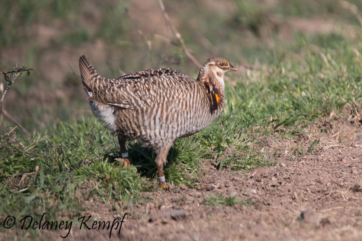 Greater Prairie-Chicken (Attwater's) - ML73583101