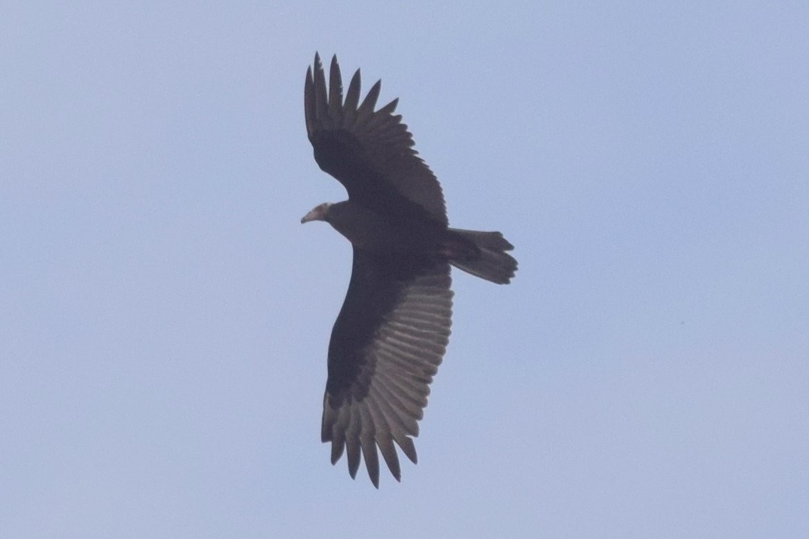 Turkey Vulture - ML73583131