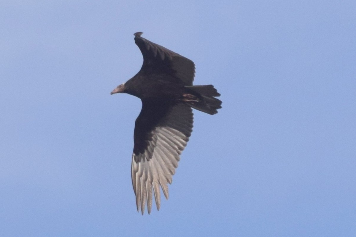 Turkey Vulture - ML73583151