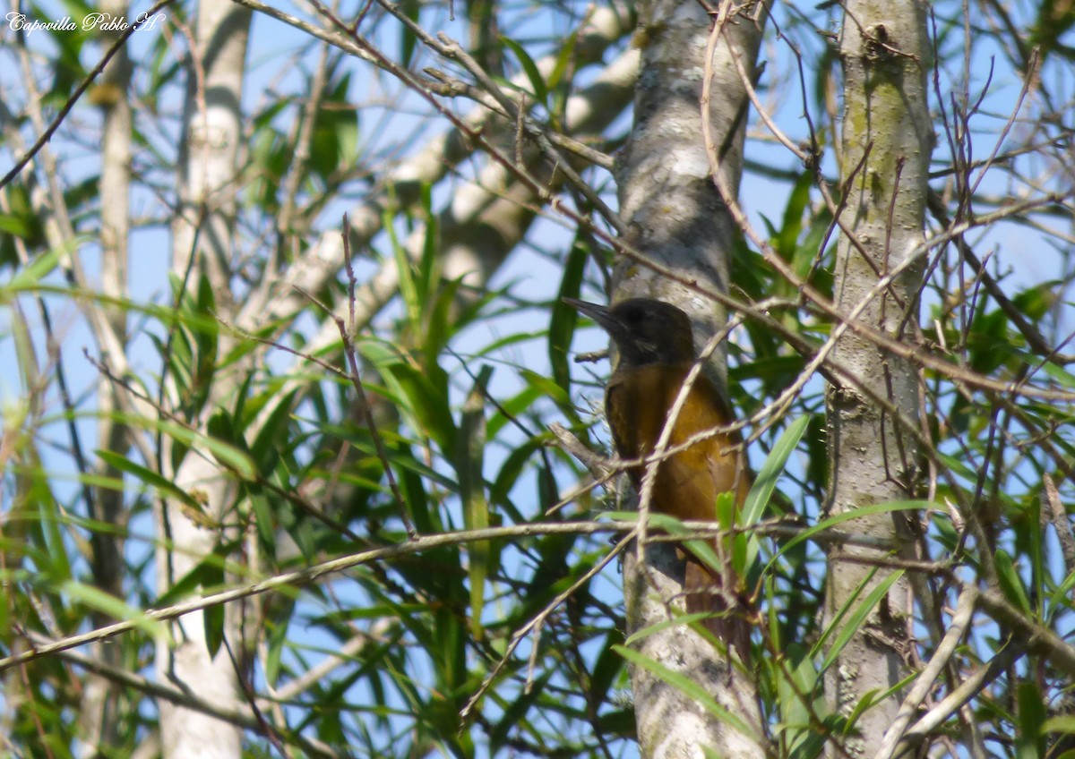 Little Woodpecker - ML73583521