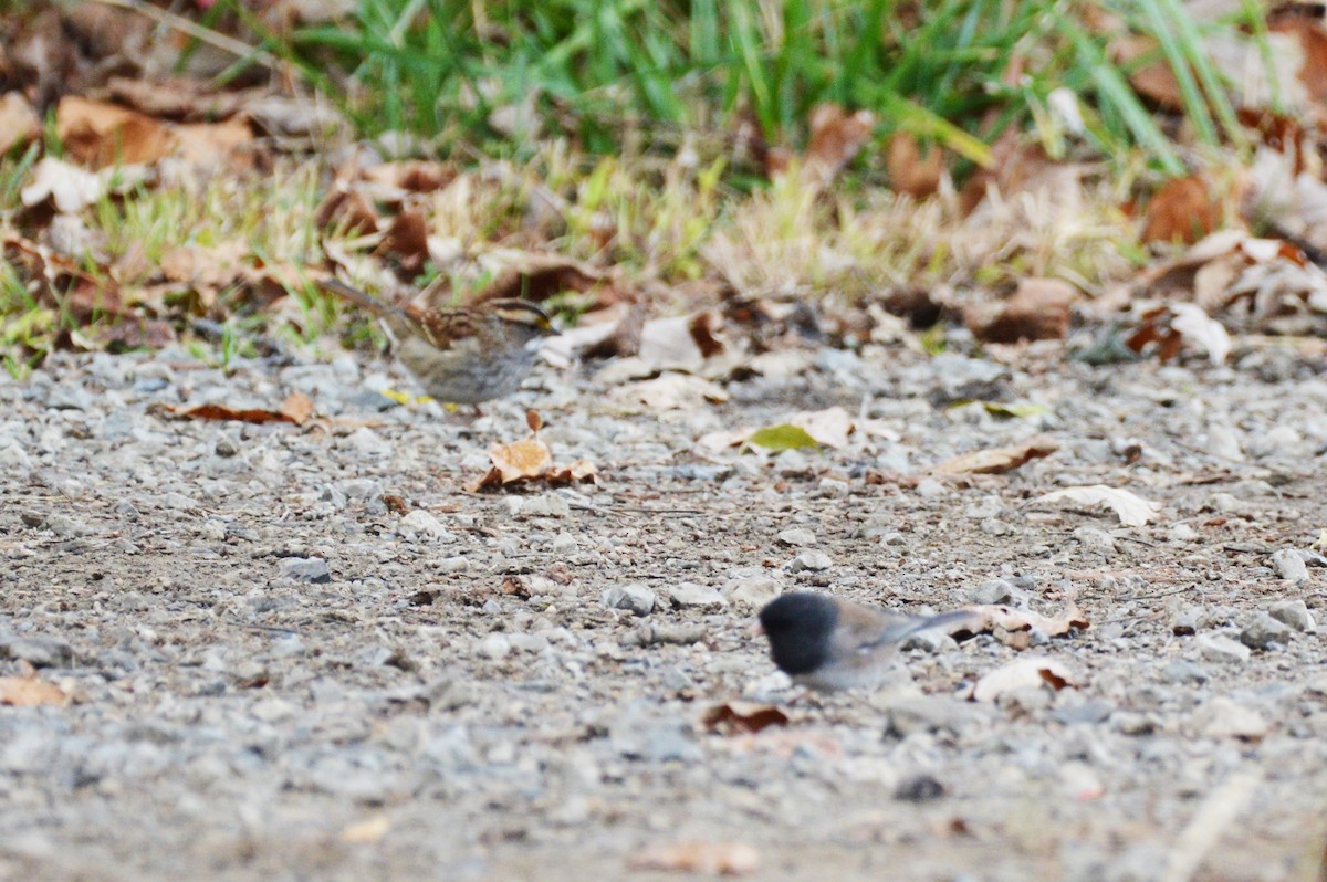 Dark-eyed Junco (Slate-colored) - ML73583781