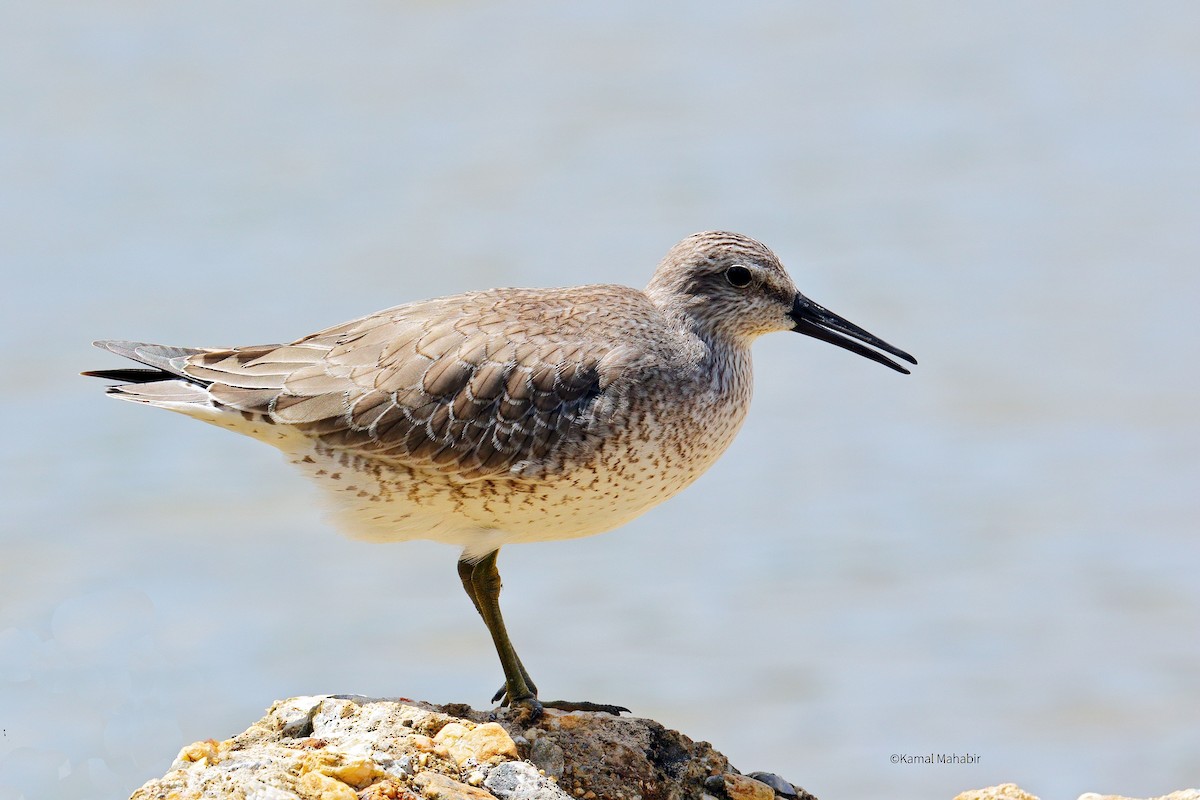 Red Knot - ML73584541