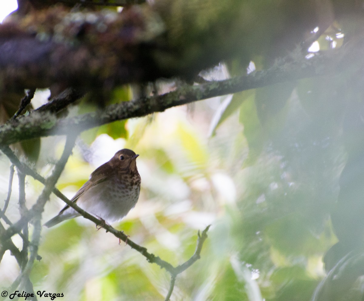 drozd západní - ML73584921