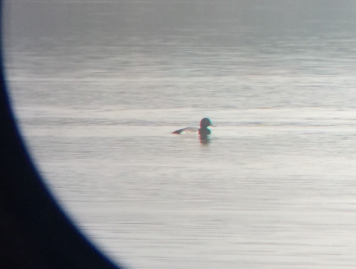 Greater Scaup - ML73585371