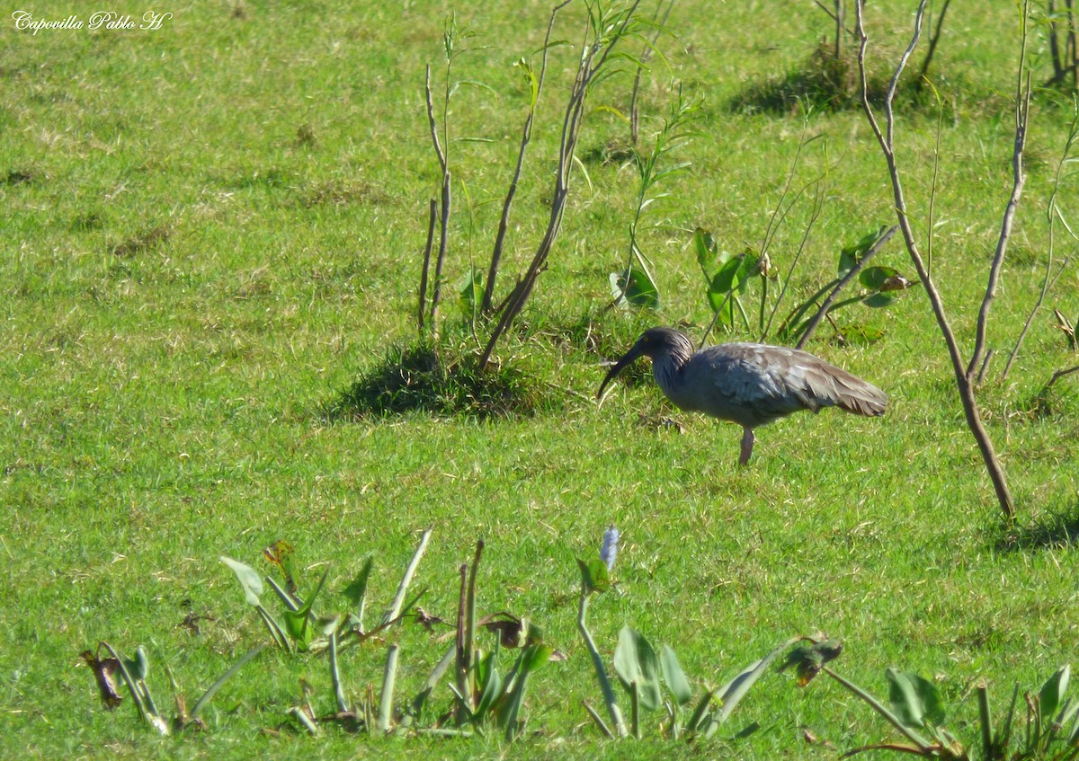 Plumbeous Ibis - ML73585511